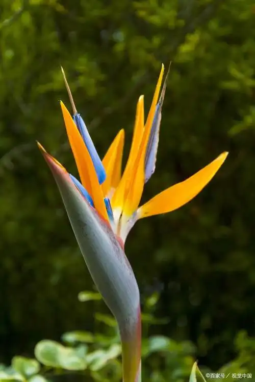 天堂鸟花——与众不同的美