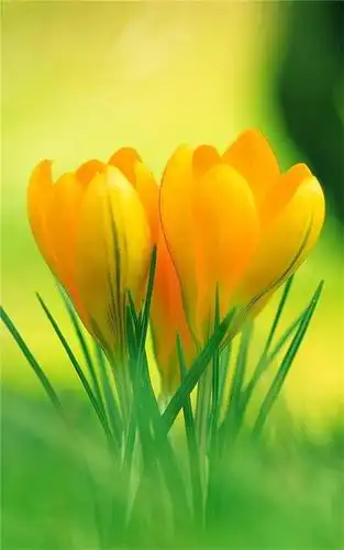 600_960竖版 竖屏