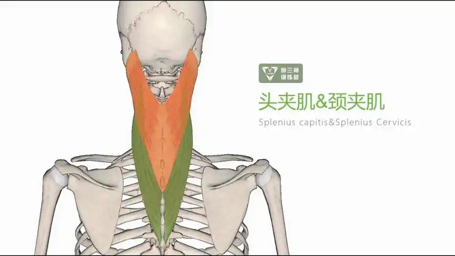 16肌肉解剖之头颈夹肌