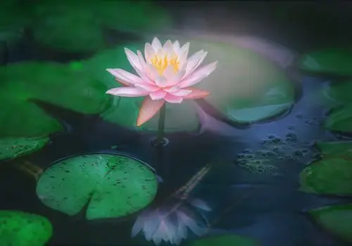 江南六月荷花香