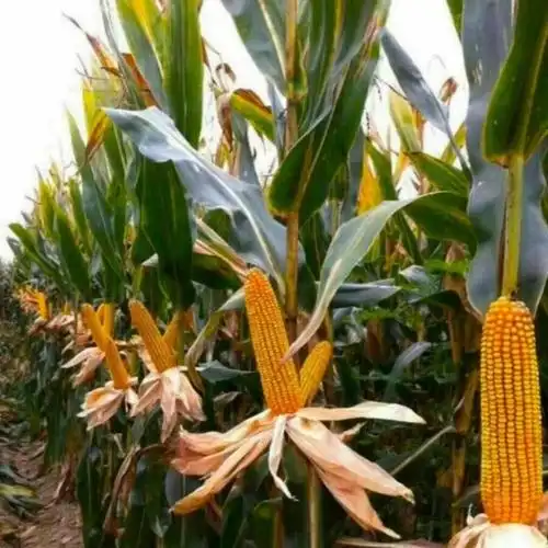 批发矮杆高产抗病抗倒抗虫玉米好品种白轴大棒好苞谷适合南方北方 -量