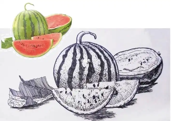 写生线描西瓜
