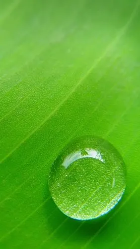 绿叶,露水,微距摄影 iphone 壁纸
