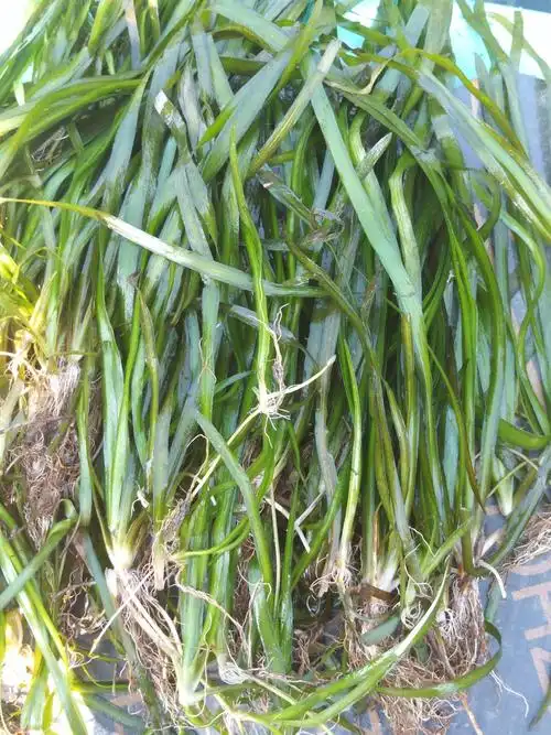 本店提供[ 苦草养虾最好],欢迎有需要的老板进店逛逛.