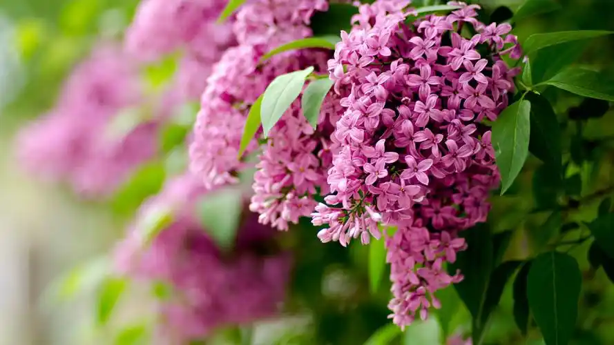 淡紫色,花,叶子,花卉壁纸