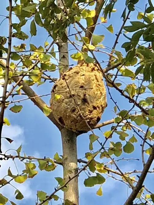 昆山金色港湾小区西门树上的马蜂窝给居民构成威胁,该向谁求助?