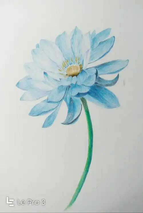 彩铅绘画作业与练习