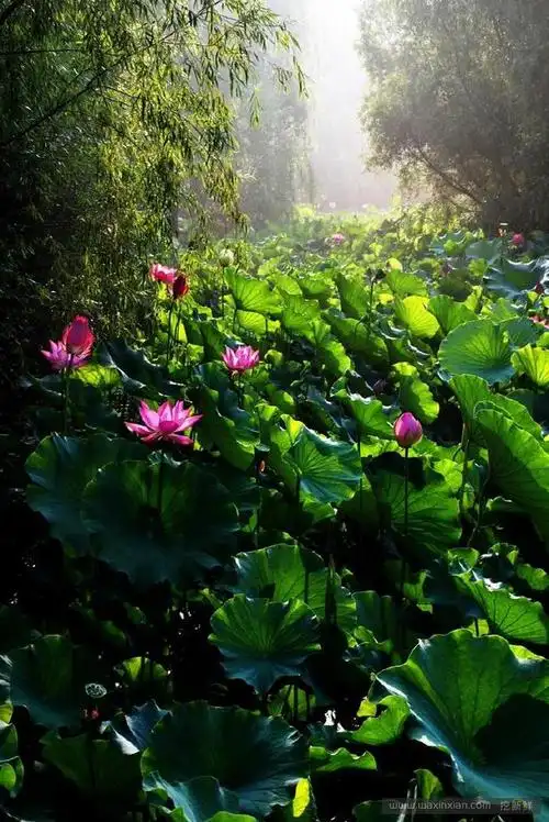 禅意荷花图片,美得窒息 - 挖新鲜