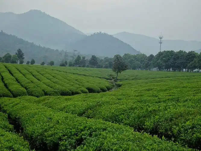 宜兴湖父镇竹海,茶园