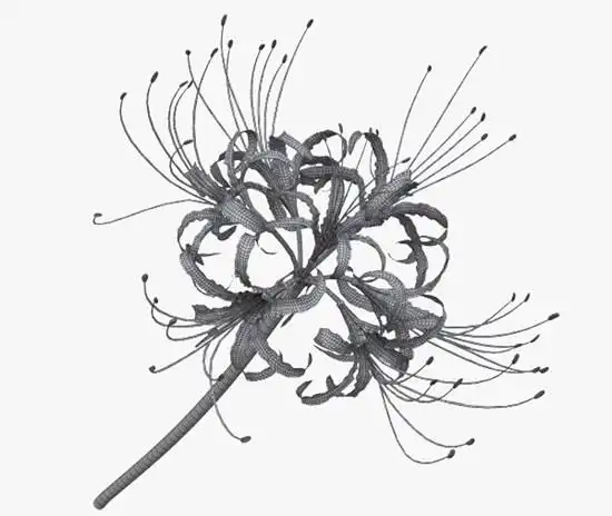 黑白彼岸花纹身手稿(6)