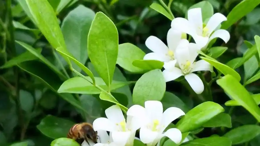 绿植介绍 七里香景观设计 || 景观施工 || 日常养护 设计师全程跟进,