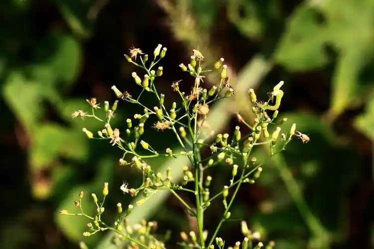 小蓬草菊科飞蓬属