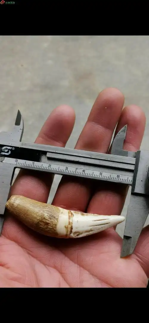 03超级漂亮辟邪至尊清代虎牙而且是上牙