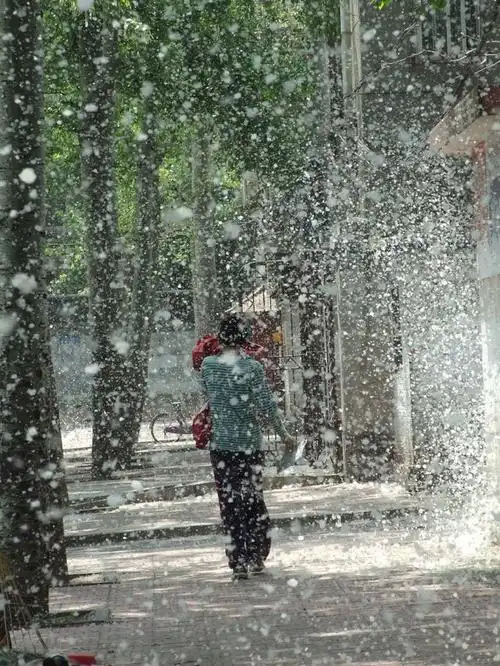 杨絮柳絮漫天舞风助植物传粉忙