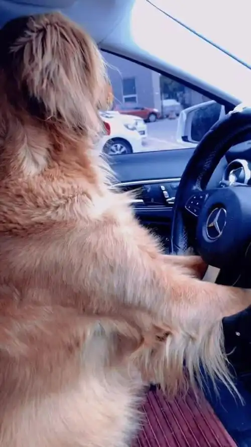 当狗子开车的时候,看着就特别认真,特别霸气