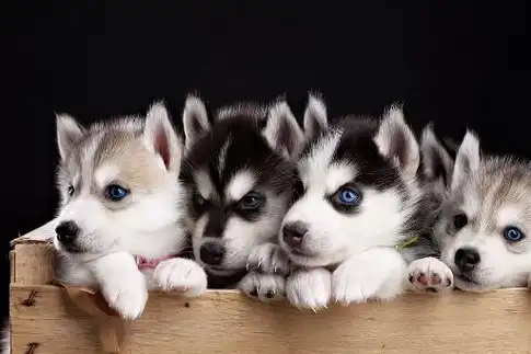 二哈智商不足,为什么还备受欢迎,因为吃得少?