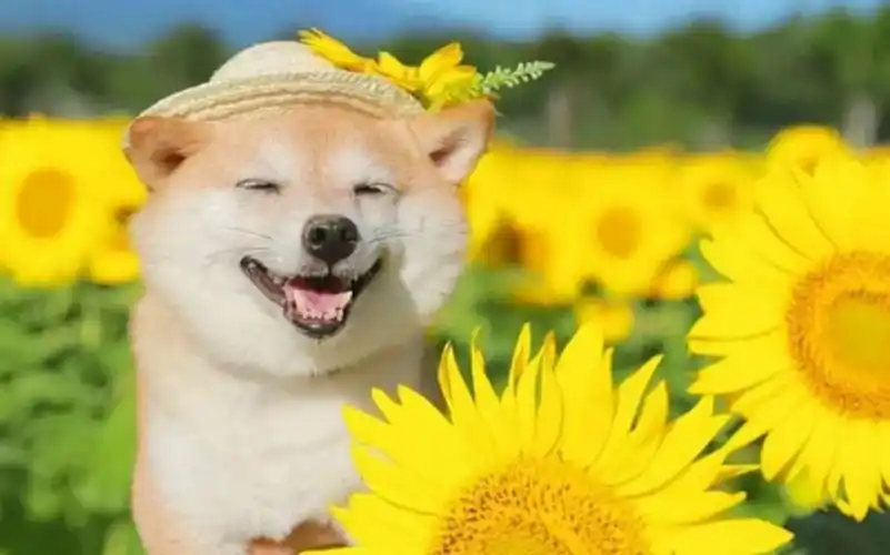 可爱狗狗治愈你的笑容