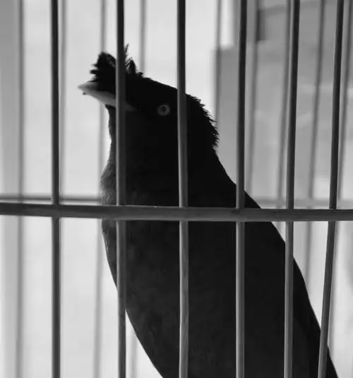 笼中之鸟