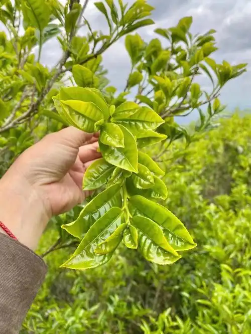 精挑细选的原产地凤凰单丛茶老枞贡香