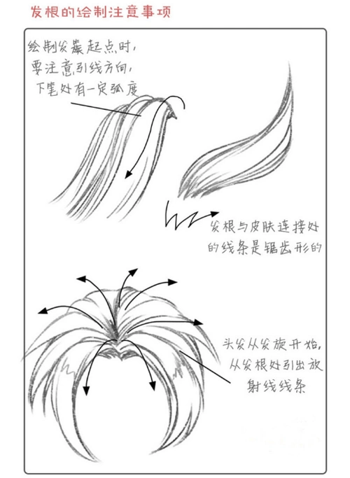 2,发根与皮肤连接处的线条是锯齿形的.