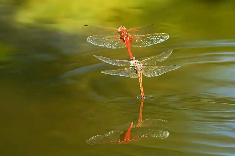 蜻蜓点水-中国诗歌网