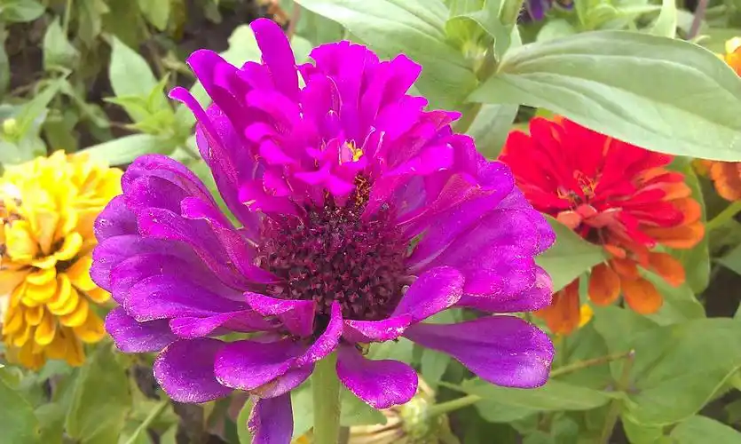 主题: 七彩花海,随手拍