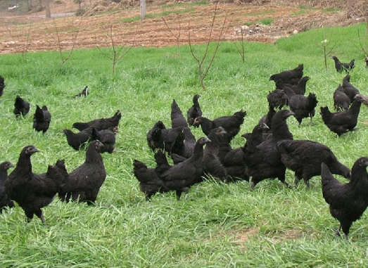 黑羽乌鸡介绍及图片价格