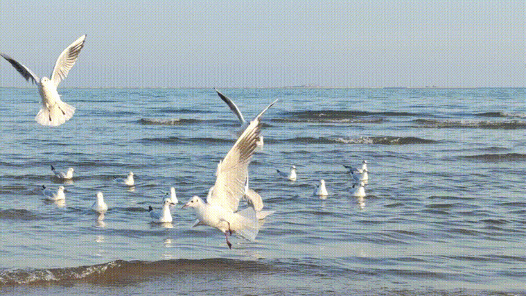 800_450gif 动态图 动图