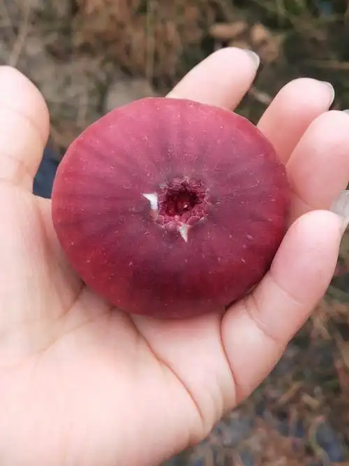 波姬红无花果 精品,一级大果,现摘现发