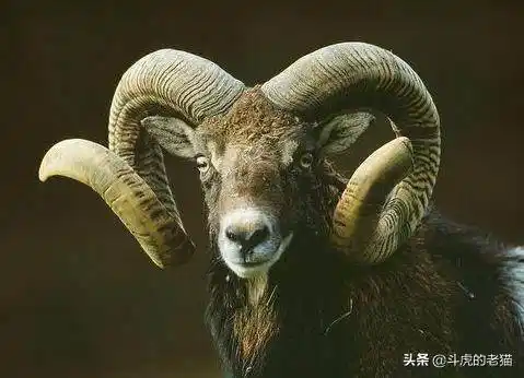 只为得到母盘羊两头公盘羊决战雪山之巅撞击声响彻山谷