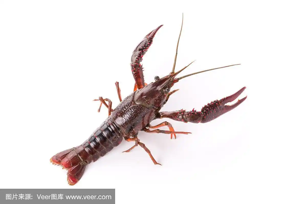 白色背景上的活小龙虾