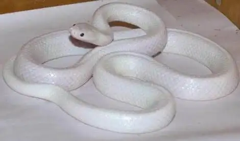 蛇类都让人害怕,这条全身白色的蛇能否打破你的观念?