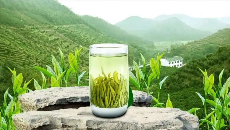 春茶萌新芽慢品安徽茶香之旅