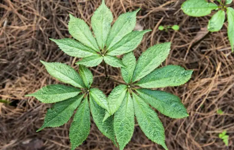 三七被誉为南国神草这样吃药效发挥到极致