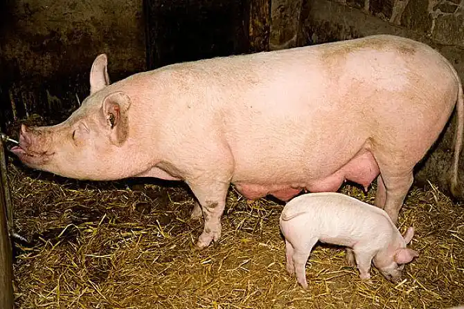 猪的图片_图片大全