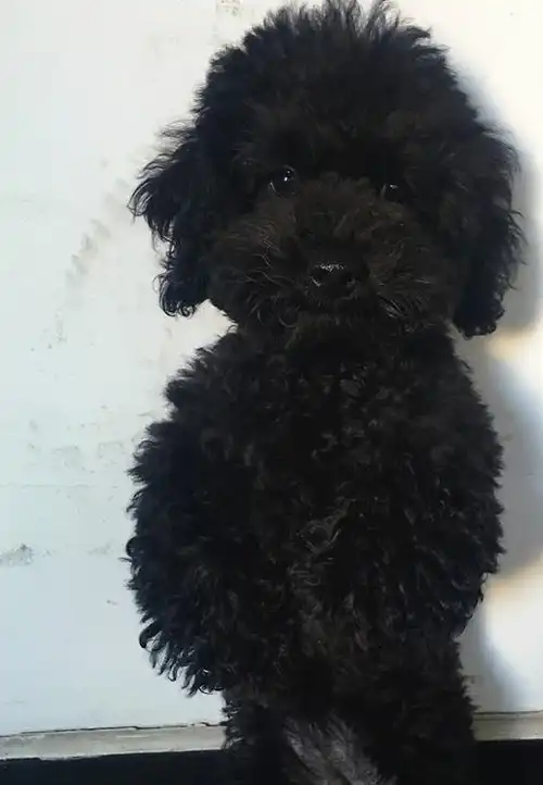 托农村婆婆养泰迪,2个月后不想要:这就是一只土狗吧