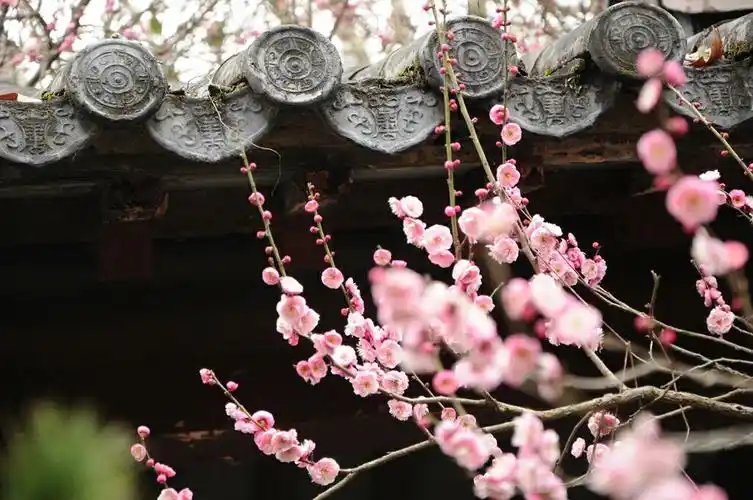 梅花就是一季迷人的妖!