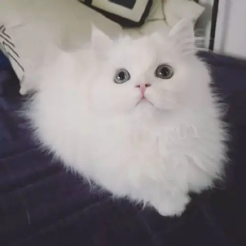 一只浑身雪白的喵星人,简直美呆了!