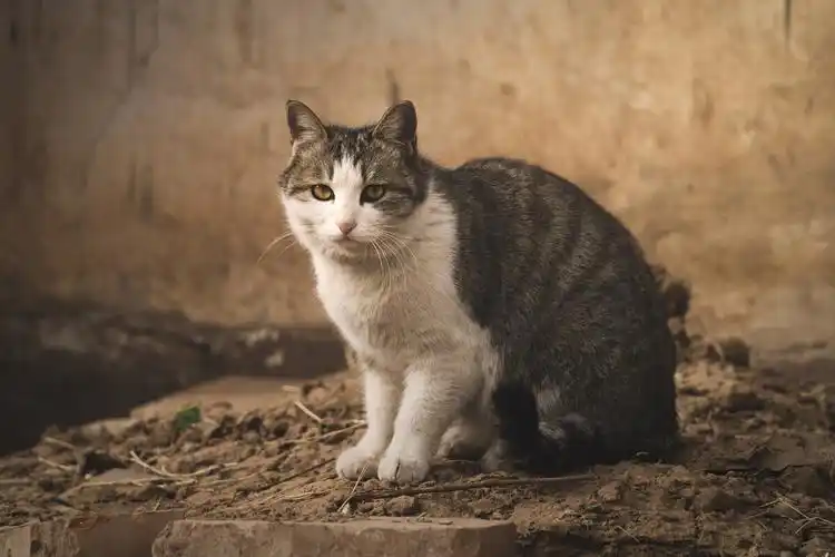 一只土猫的肖像.