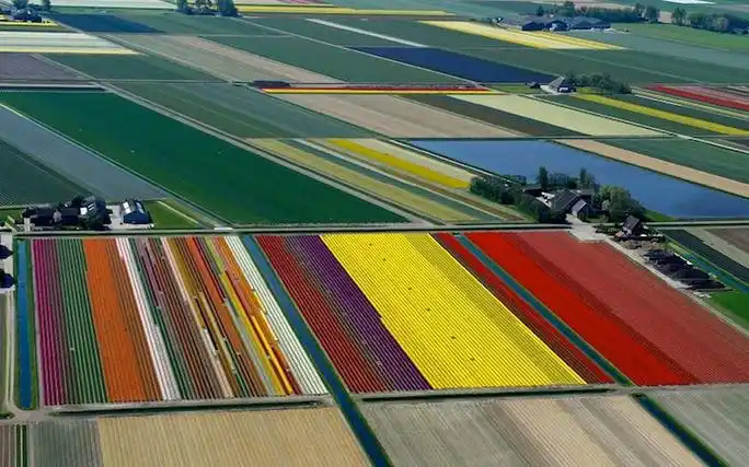 birds-eye views of flower fields in netherlands
