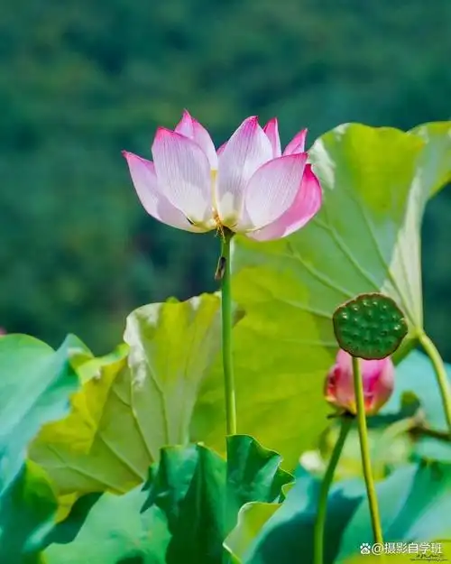 荷花是一种美丽的花卉,拍摄荷花照片也是一种很惬意的摄影体验.