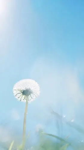 小型的绿色植物图片,蒲公英,护眼,清新,唯美,手机壁纸,锁屏图片-壁纸