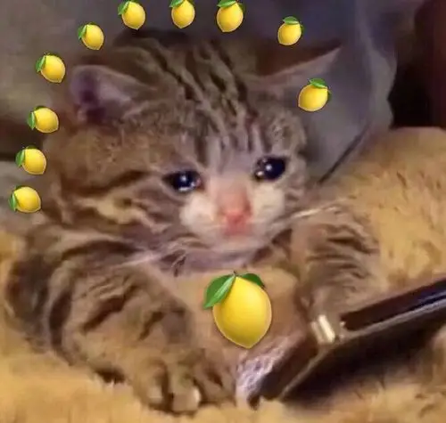 把猫和柠檬p在一起,隔着屏幕都感觉酸.