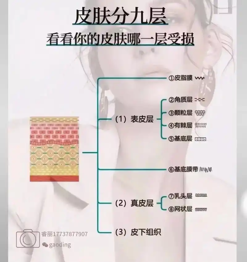 皮肤的结构层#好皮肤都是养出来的 #一年四季都很美  - 抖音