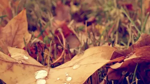 秋天意境唯美的枫叶唯美风景