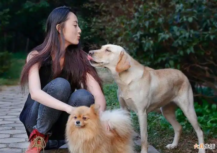 94年狗男和狗女婚配,1994年的狗男与1996年的鼠女相配好吗相克吗