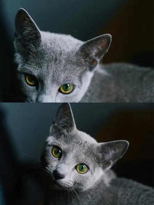 俄罗斯蓝猫我的绿宝石眼睛蓝精灵