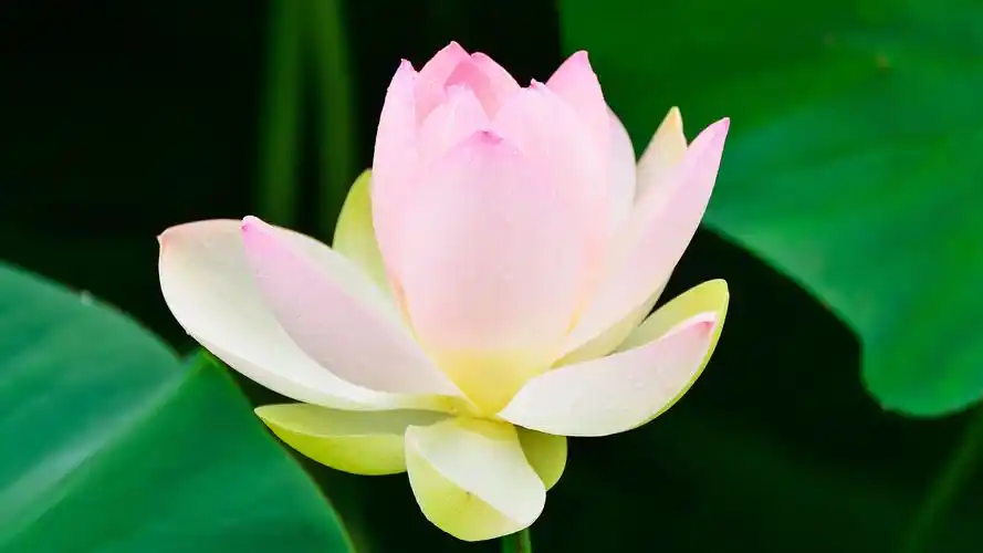 荷塘唯美荷花高清壁纸_映日荷花别样红