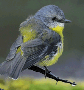 动态图:树枝上的小鸟张嘴唱歌5