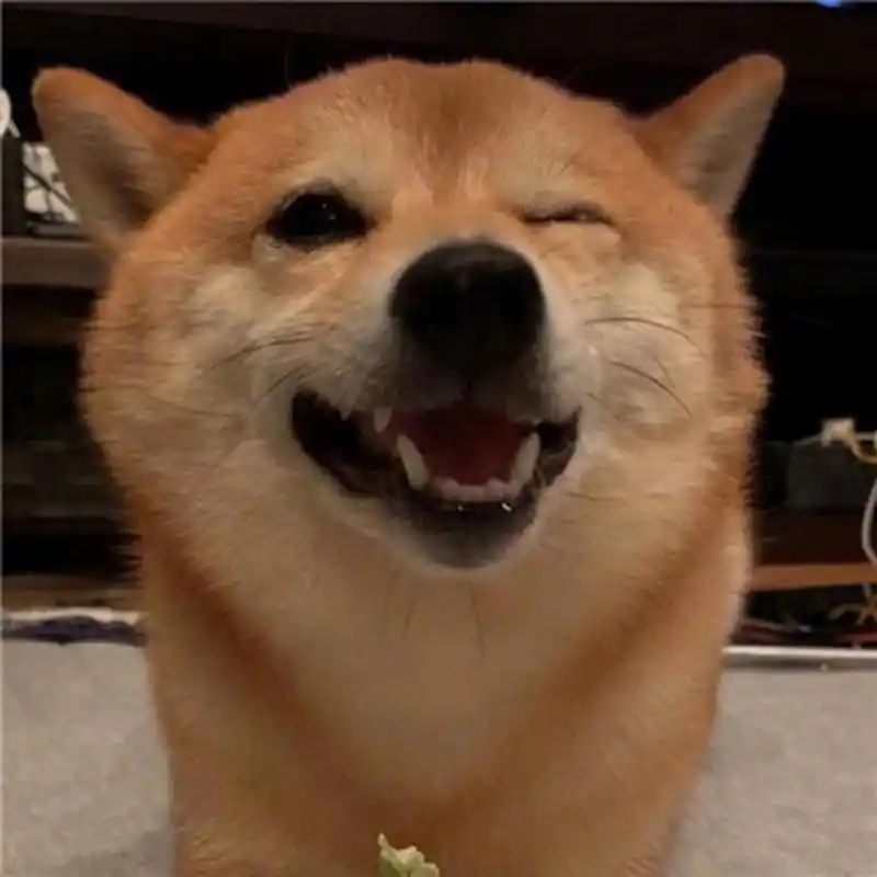 可爱的狗狗头像#头像# #萌宠# #狗狗